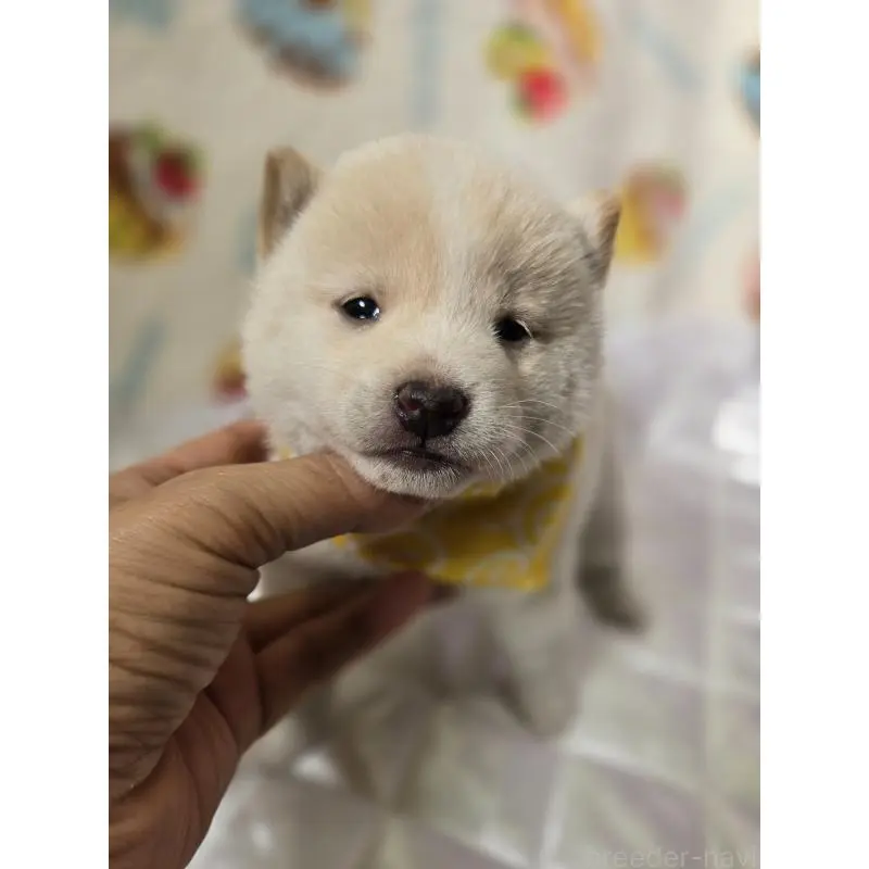 販売中の香川県の豆柴-455489の5枚目