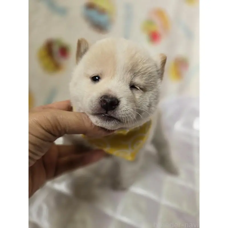 販売中の香川県の豆柴-455489の4枚目