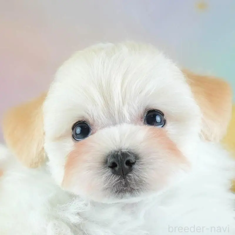 ♂︎ミックス犬