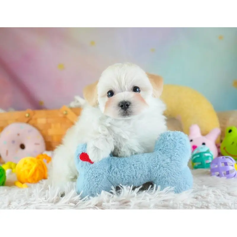 販売中の埼玉県のミックス犬-455591の12枚目