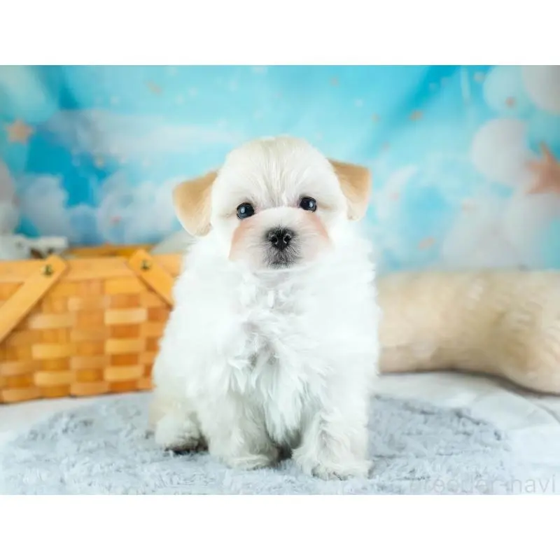 販売中の埼玉県のミックス犬-455591の11枚目