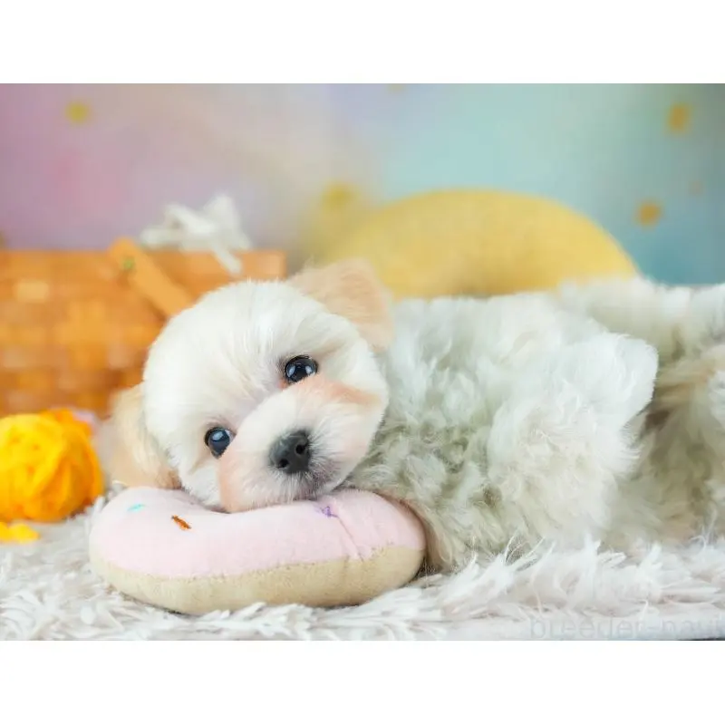 販売中の埼玉県のミックス犬-455591の10枚目