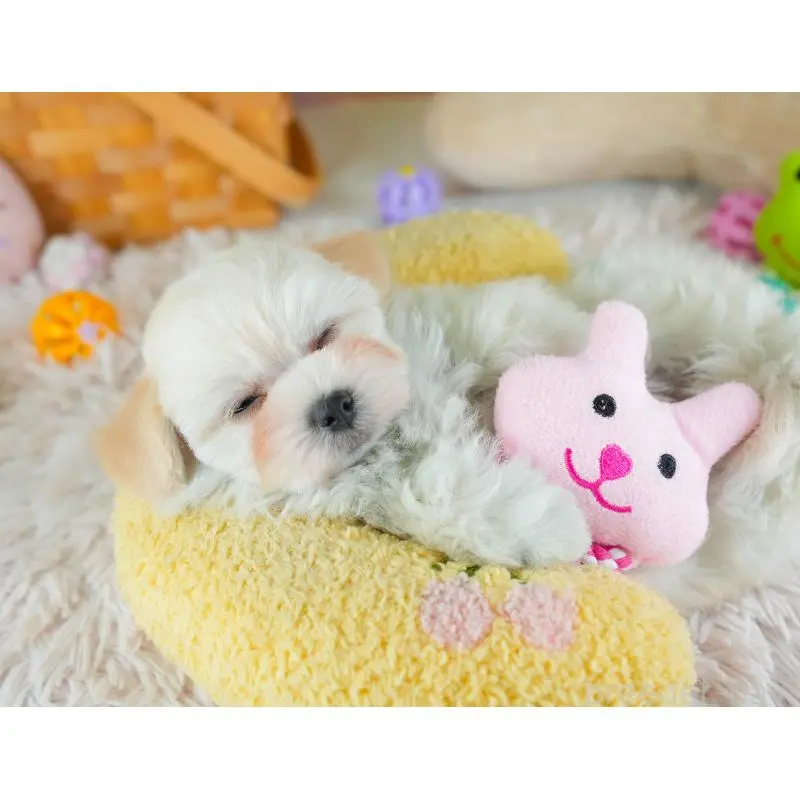 販売中の埼玉県のミックス犬-455591の9枚目