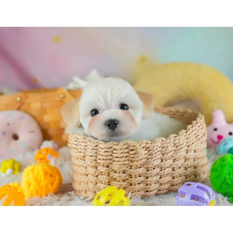 販売中の埼玉県のミックス犬-455591の7枚目