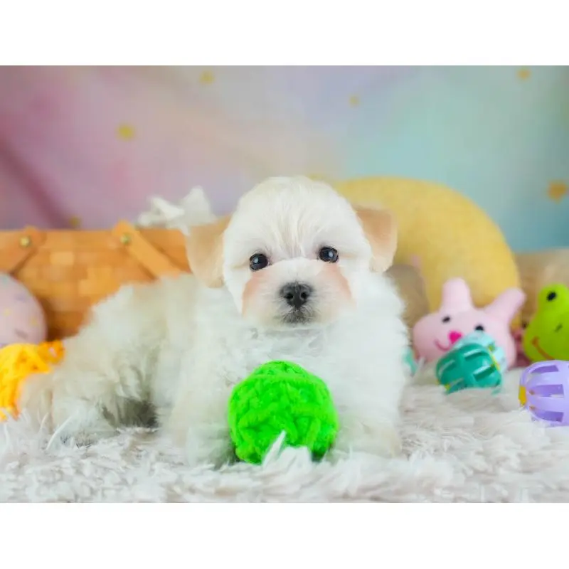 販売中の埼玉県のミックス犬-455591の6枚目