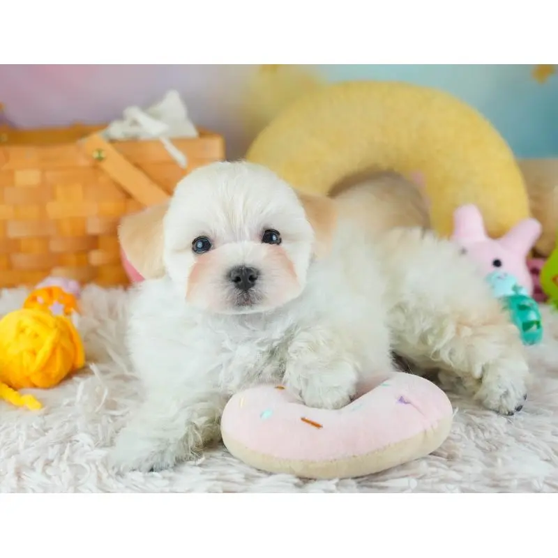 販売中の埼玉県のミックス犬-455591の5枚目