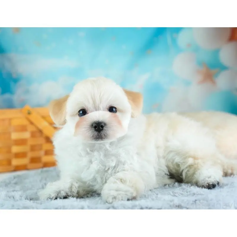 販売中の埼玉県のミックス犬-455591の4枚目