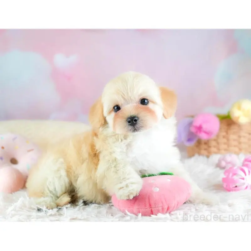 販売中の埼玉県のミックス犬-455590の12枚目