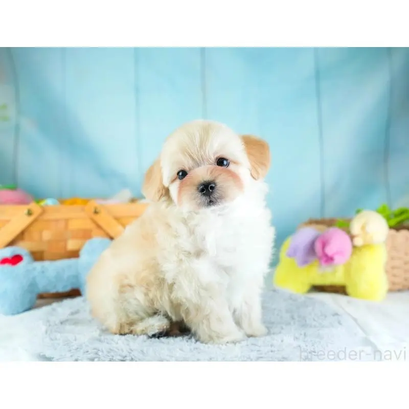 販売中の埼玉県のミックス犬-455590の11枚目