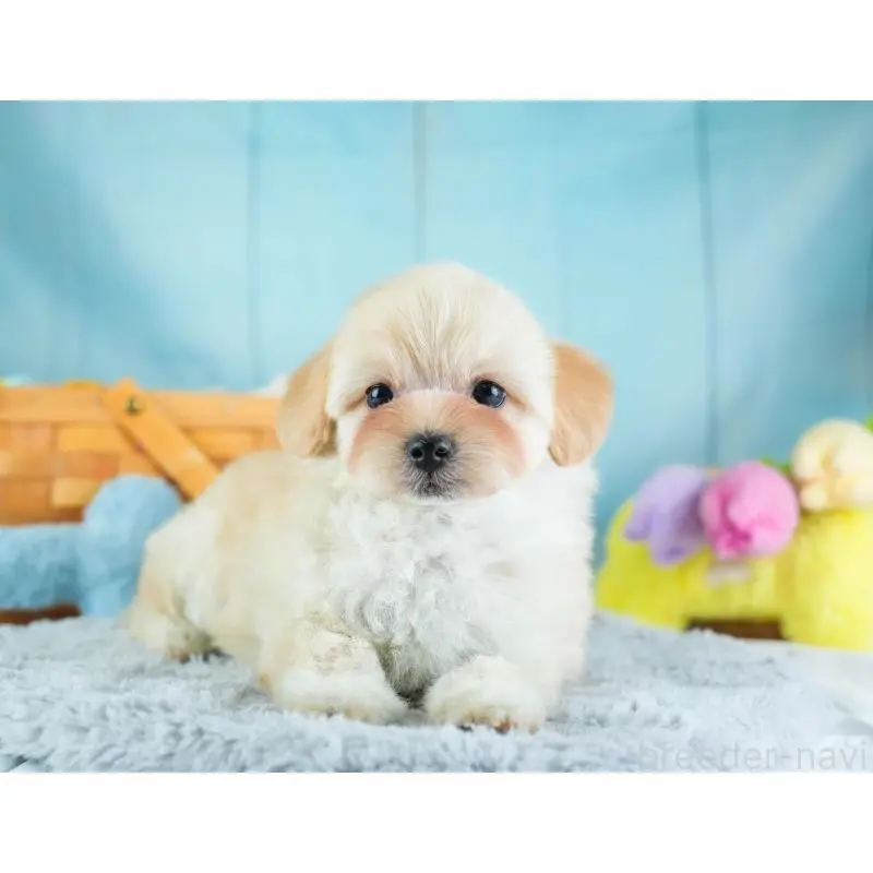 販売中の埼玉県のミックス犬-455590の10枚目