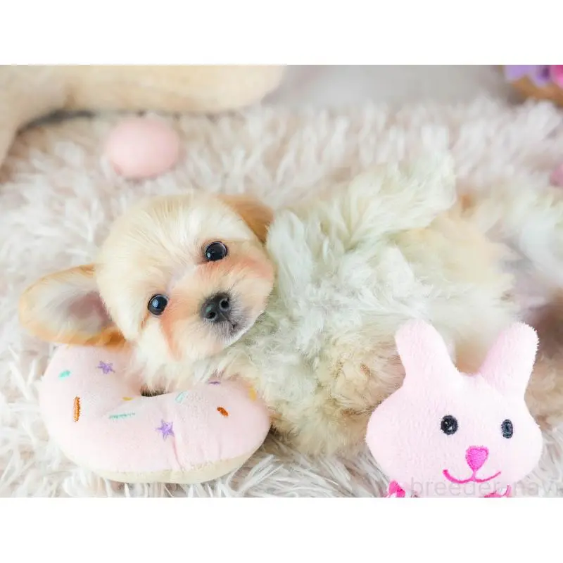 販売中の埼玉県のミックス犬-455590の9枚目