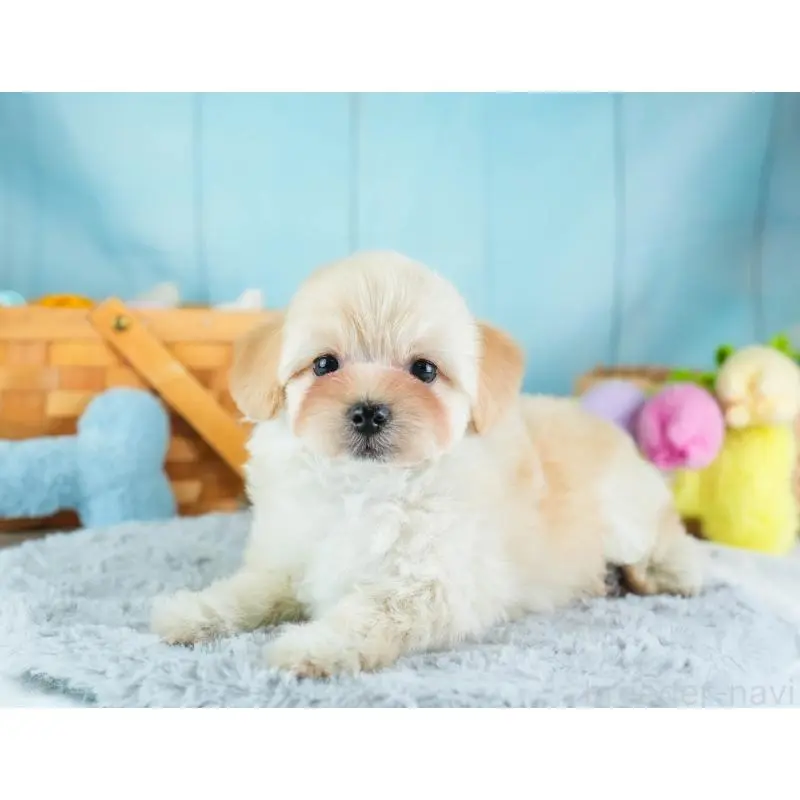 販売中の埼玉県のミックス犬-455590の8枚目