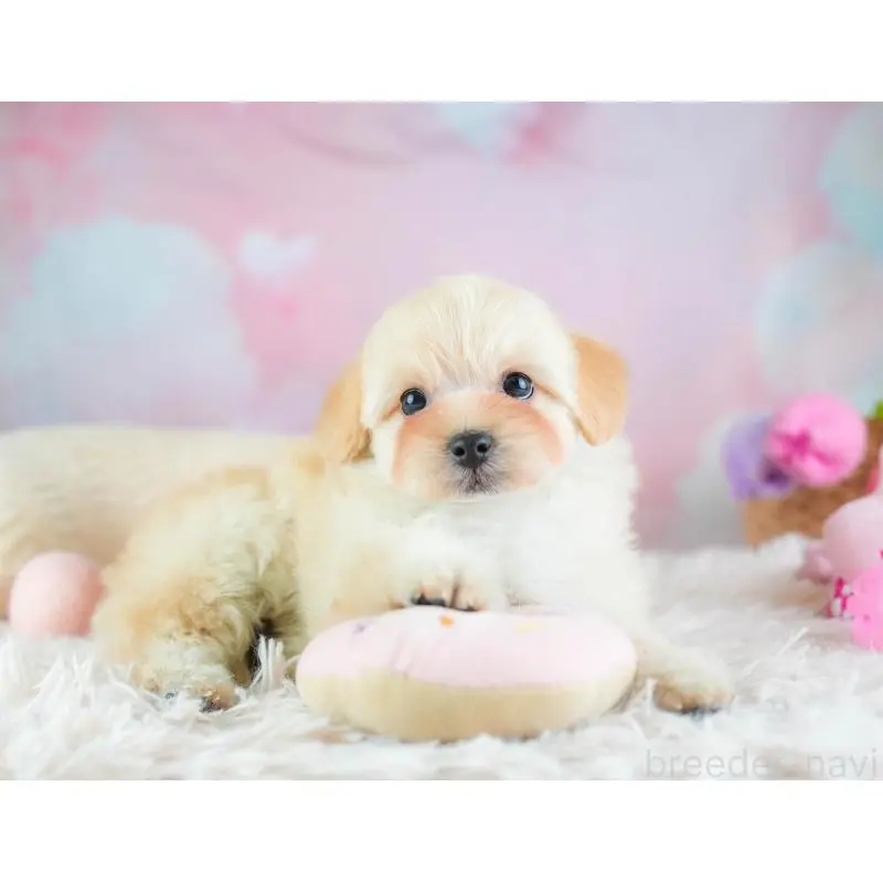 販売中の埼玉県のミックス犬-455590の7枚目