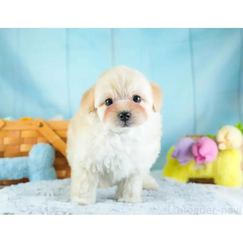 販売中の埼玉県のミックス犬-455590の6枚目