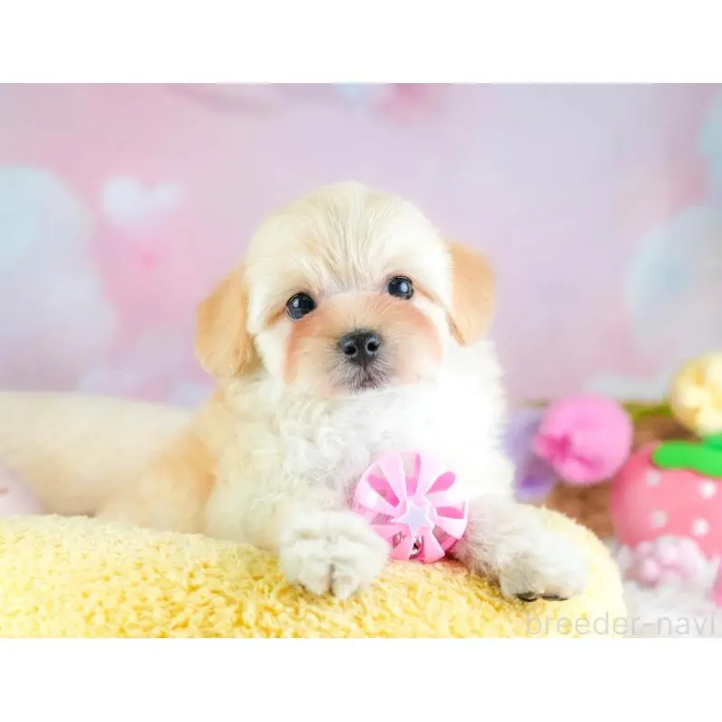 販売中の埼玉県のミックス犬-455590の4枚目