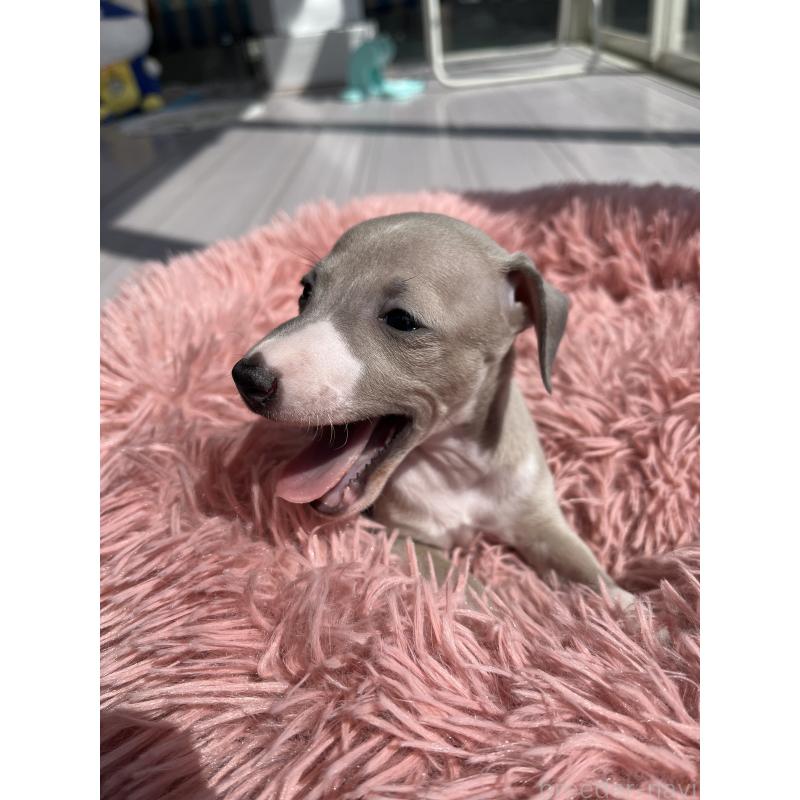 販売中の静岡県のイタリアングレーハウンド(イタグレ)-455490の3枚目