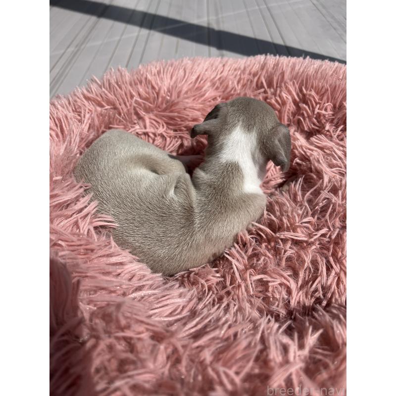 販売中の静岡県のイタリアングレーハウンド(イタグレ)-455490の2枚目