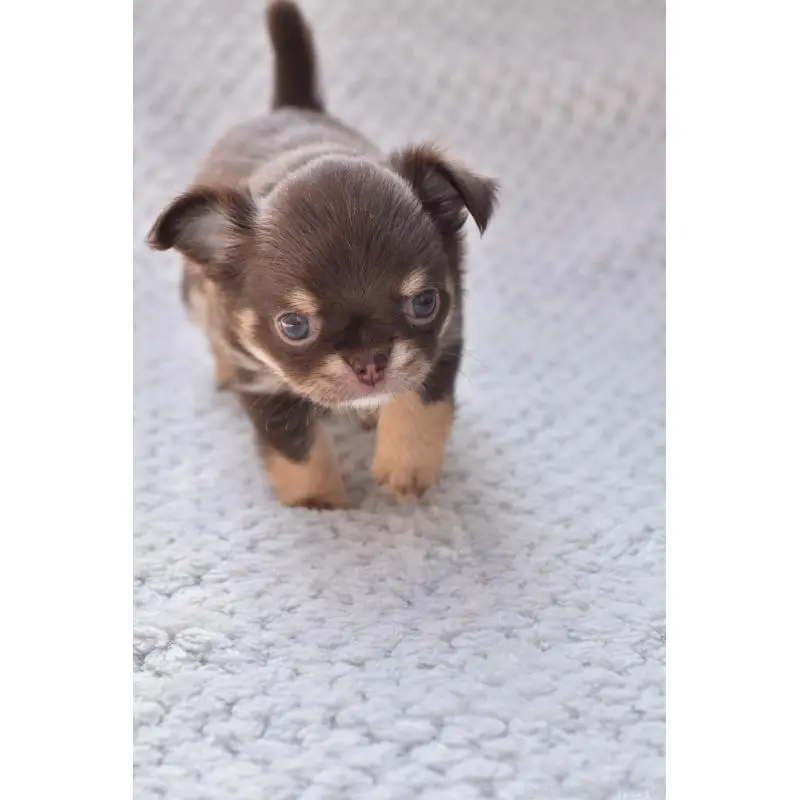 販売中の高知県のチワワ(ロングコート)-455493の8枚目