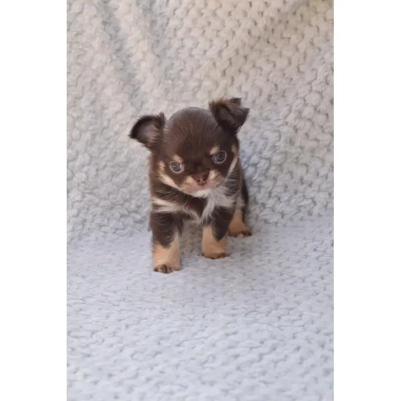 販売中の高知県のチワワ(ロングコート)-455493の7枚目