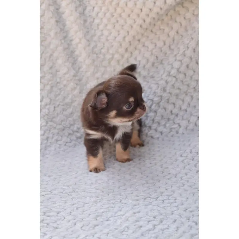 販売中の高知県のチワワ(ロングコート)-455493の6枚目