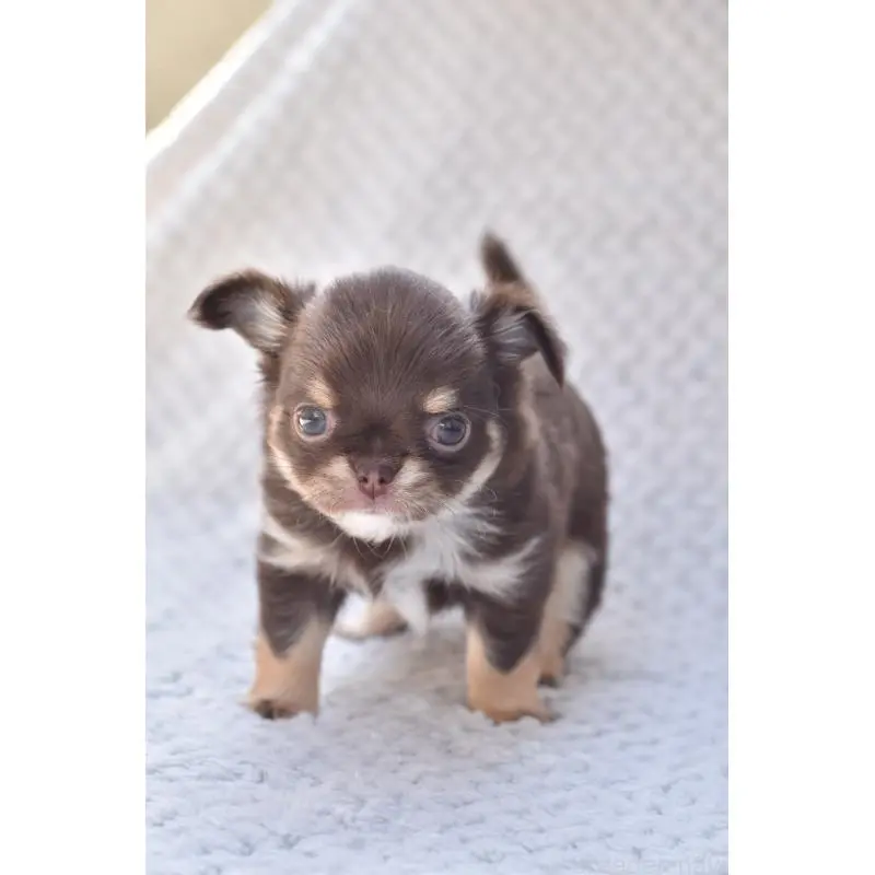 販売中の高知県のチワワ(ロングコート)-455493の5枚目