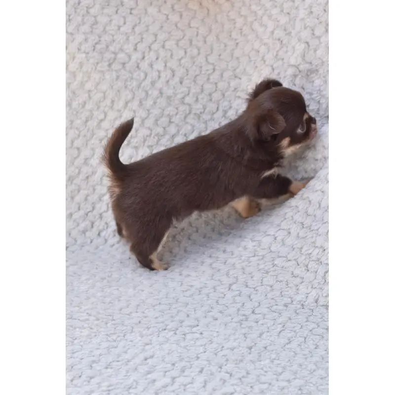 販売中の高知県のチワワ(ロングコート)-455493の4枚目