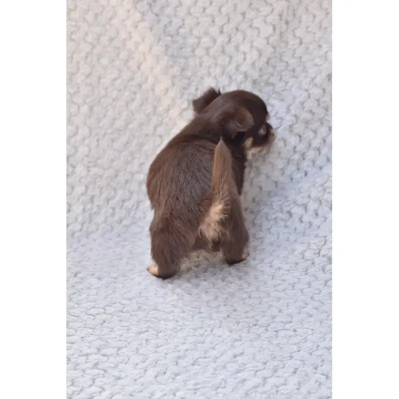 販売中の高知県のチワワ(ロングコート)-455493の2枚目