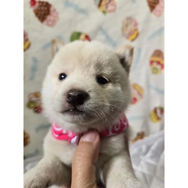 販売中の香川県の豆柴-455491の8枚目