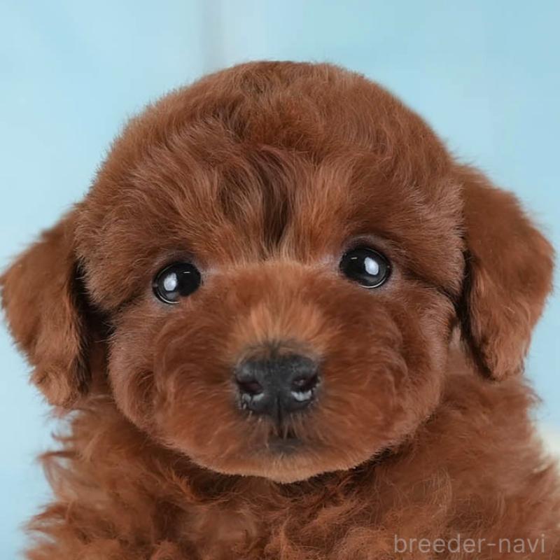 ♂︎トイプードル