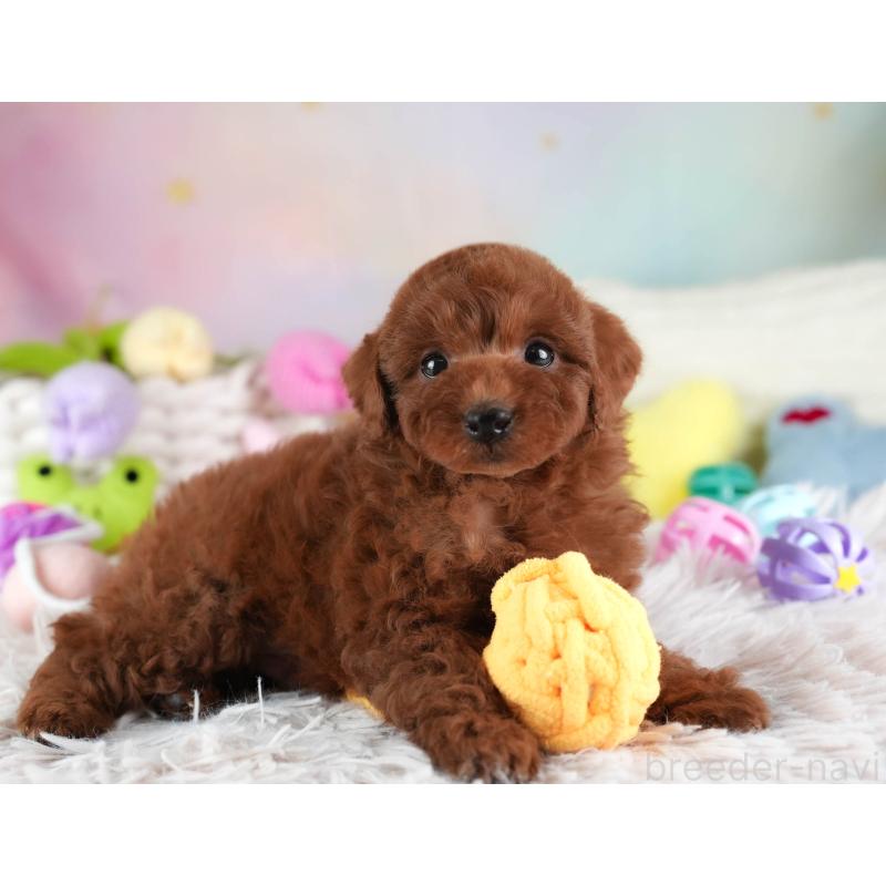 成約済の埼玉県のトイプードル-455584の12枚目