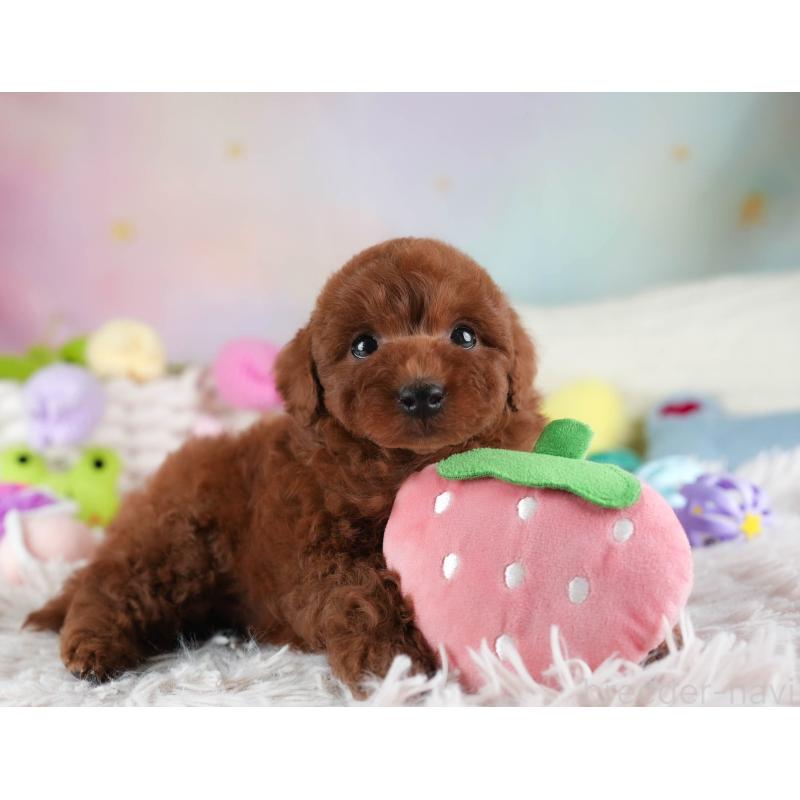 成約済の埼玉県のトイプードル-455584の10枚目