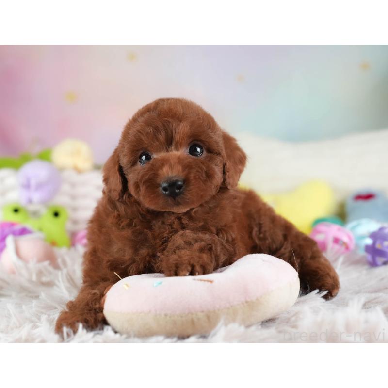 成約済の埼玉県のトイプードル-455584の9枚目