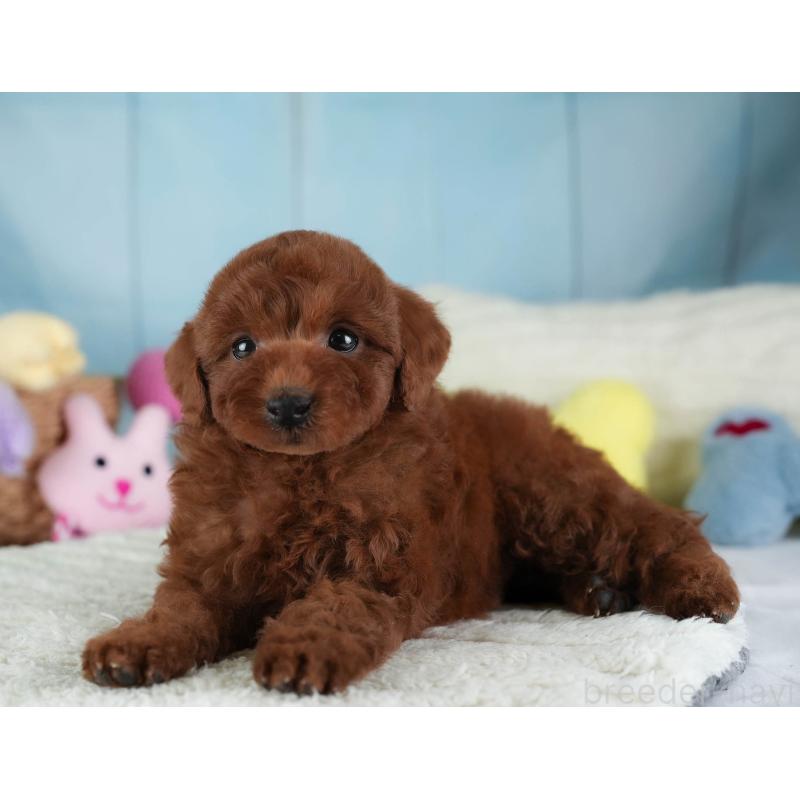 成約済の埼玉県のトイプードル-455584の8枚目