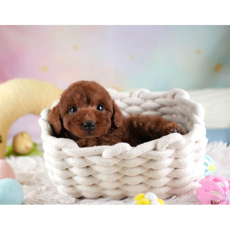 成約済の埼玉県のトイプードル-455584の7枚目