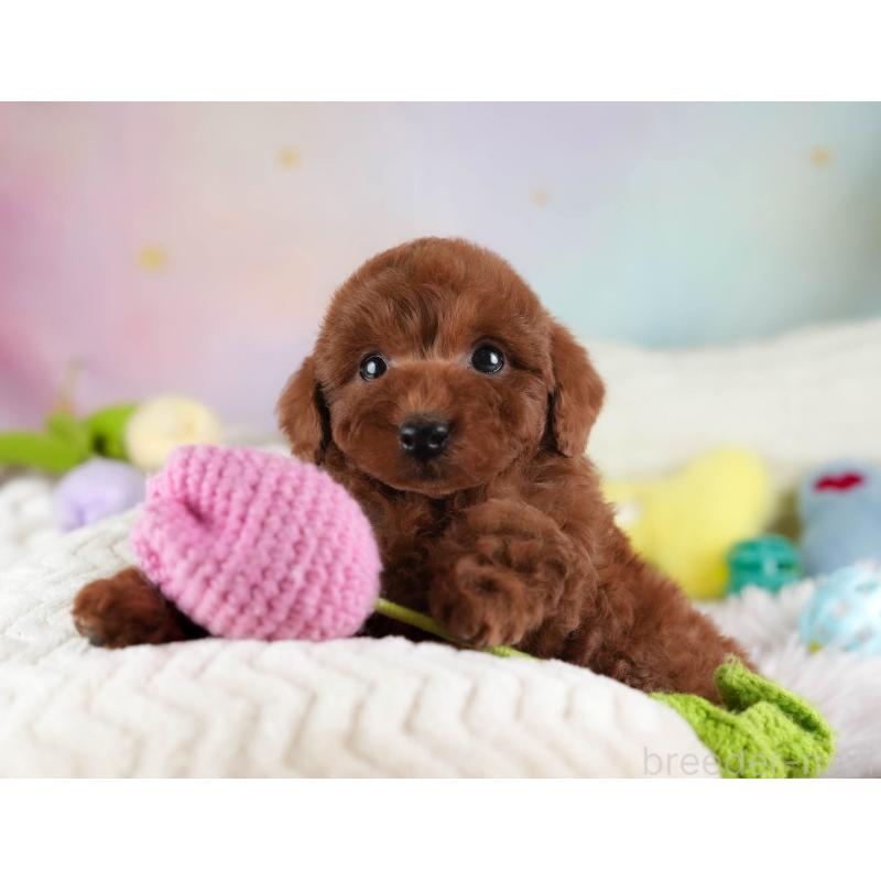 成約済の埼玉県のトイプードル-455584の6枚目