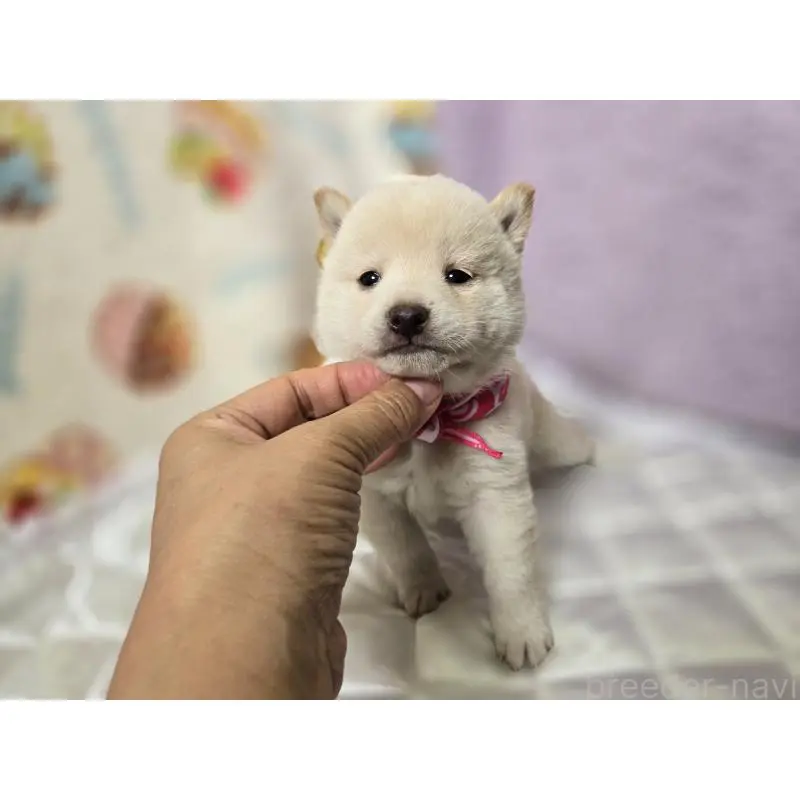 販売中の香川県の豆柴-455491の6枚目