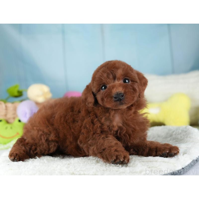 成約済の埼玉県のトイプードル-455584の5枚目