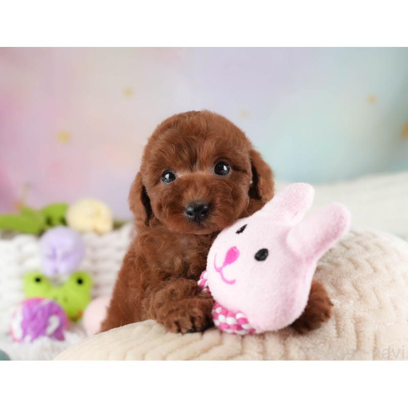 成約済の埼玉県のトイプードル-455584の4枚目