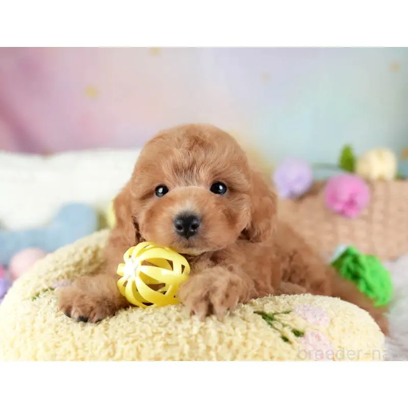 販売中の埼玉県のトイプードル-455582の11枚目