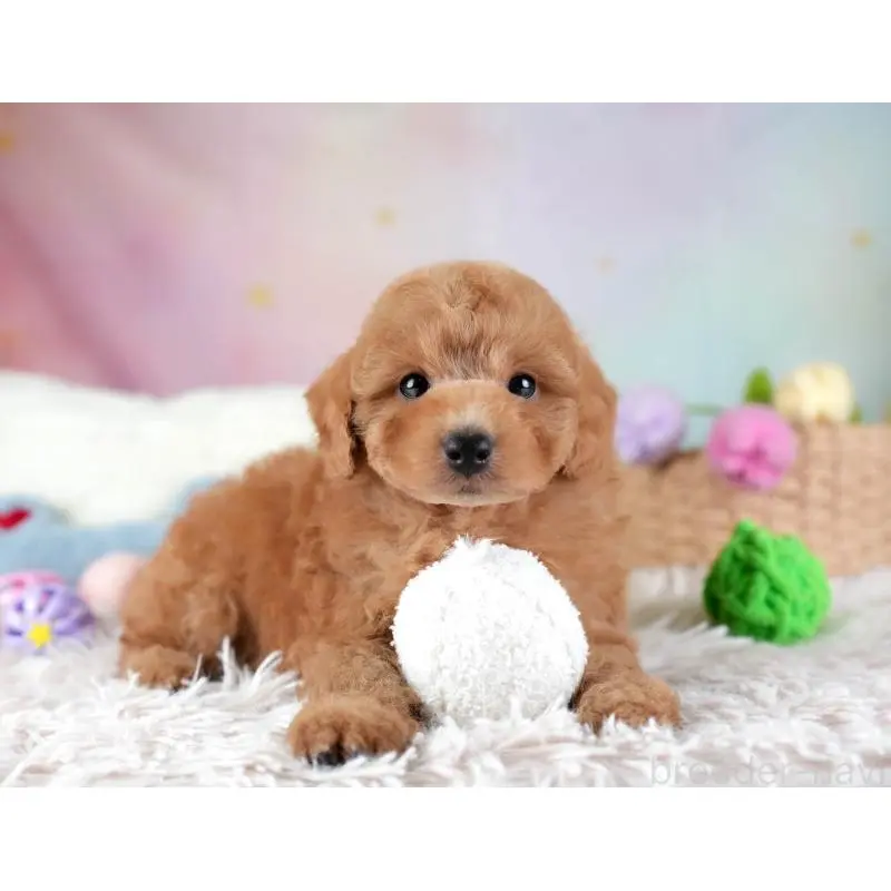 販売中の埼玉県のトイプードル-455582の10枚目