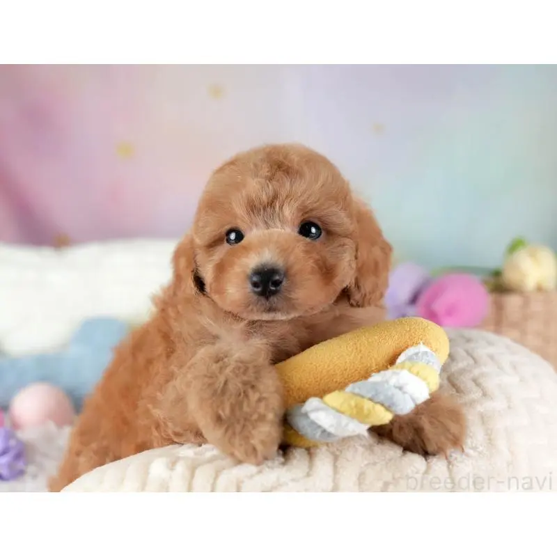 販売中の埼玉県のトイプードル-455582の9枚目