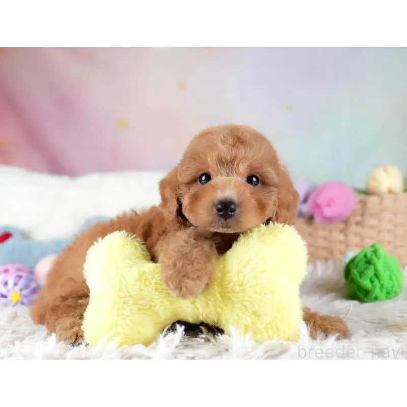 販売中の埼玉県のトイプードル-455582の8枚目