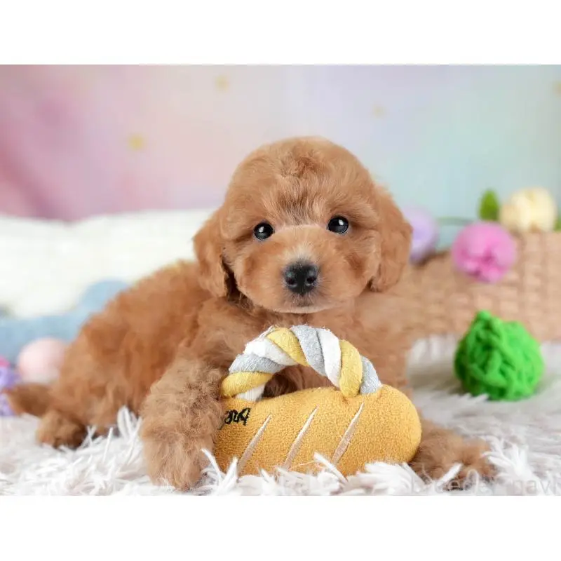 販売中の埼玉県のトイプードル-455582の7枚目