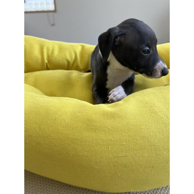 販売中の静岡県のイタリアングレーハウンド(イタグレ)-455492の3枚目