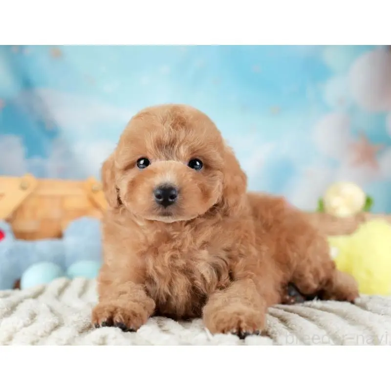 販売中の埼玉県のトイプードル-455582の6枚目