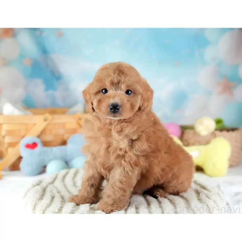 販売中の埼玉県のトイプードル-455582の5枚目