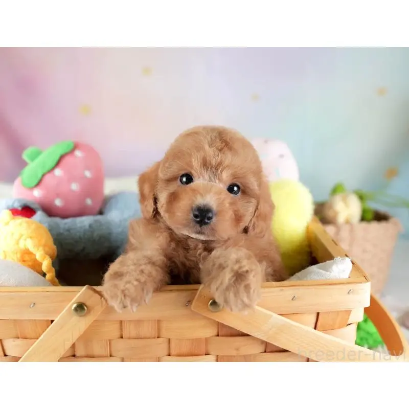 販売中の埼玉県のトイプードル-455582の4枚目