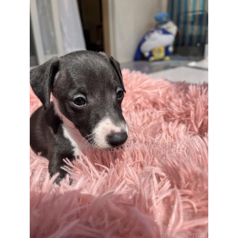 販売中の静岡県のイタリアングレーハウンド(イタグレ)-455492の2枚目