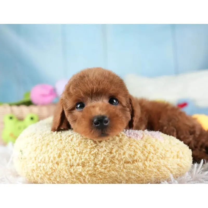 販売中の埼玉県のトイプードル-455579の11枚目