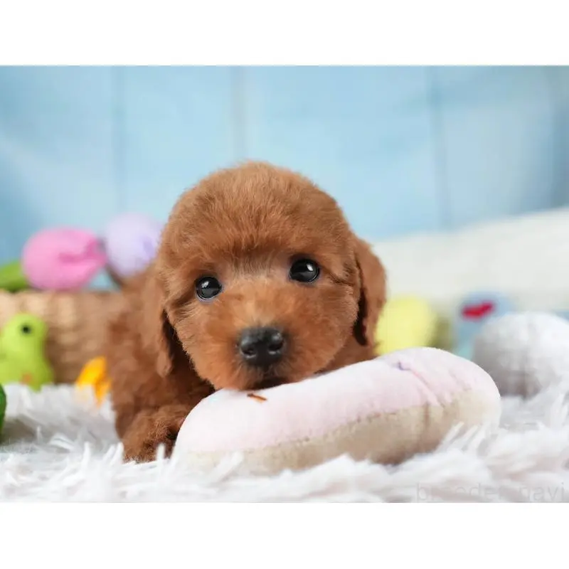 販売中の埼玉県のトイプードル-455579の10枚目